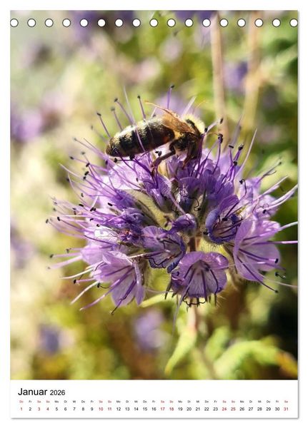 Produktbild: Imkers flei&szlig;igste Bienen - So arbeiten meine Immen &ndash; Originalaufnahmen aus erster Hand (Tischkalender 2026 DIN A5 hoch), CALVENDO Monatskalender