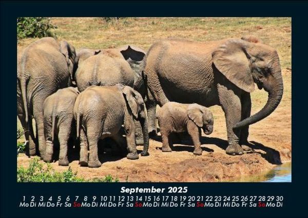 Produktbild: Der Elefantenkalender 2025 Fotokalender DIN A5