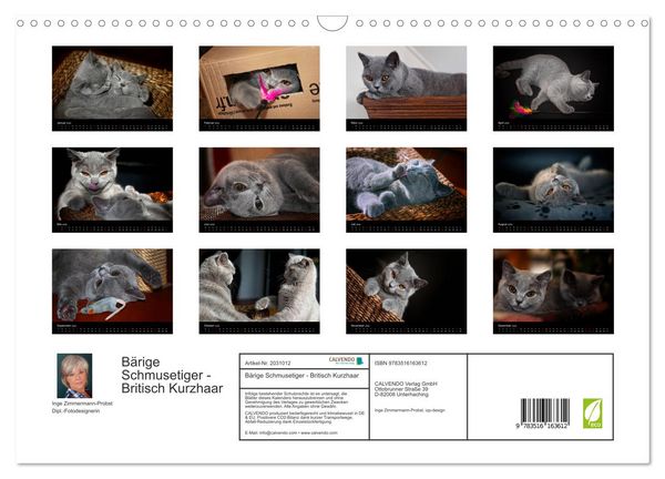 Produktbild: B&auml;rige Schmusetiger - Britisch Kurzhaar (Wandkalender 2026 DIN A3 quer), CALVENDO Monatskalender