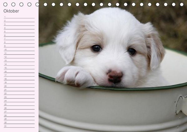 Produktbild: Border Collie-Welpen Geburtstagskalender (Tischkalender immerw&auml;hrend DIN A5 quer)