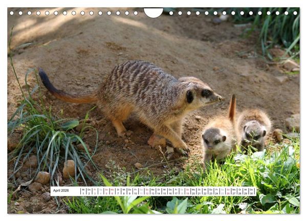 Produktbild: Erdm&auml;nnchen - Die Kobolde im Tierreich (Wandkalender 2026 DIN A4 quer), CALVENDO Monatskalender