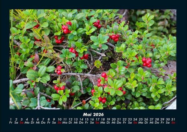 Produktbild: Pflanzen und Bl&uuml;ten 2026 Fotokalender DIN A4