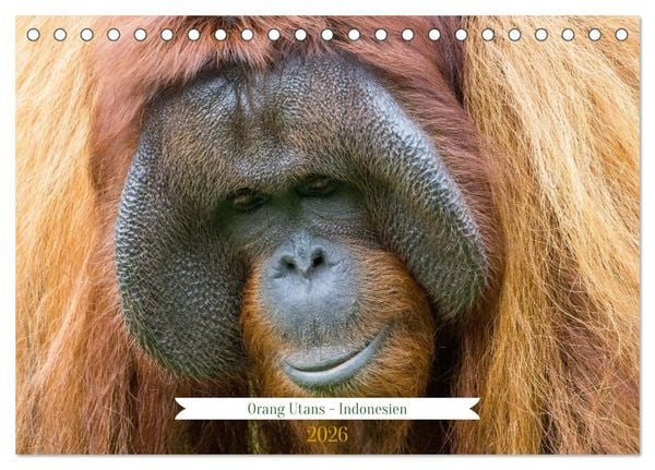 Orang Utans - Indonesien (Tischkalender 2026 DIN A5 quer), CALVENDO Monatskalender