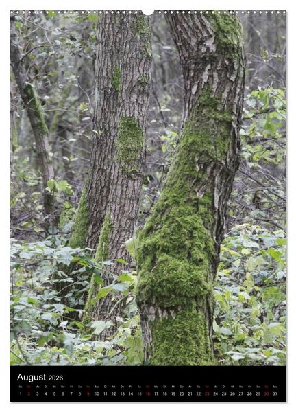 Produktbild: Wunderbarer Spreewald (hochwertiger Premium Wandkalender 2026 DIN A2 hoch), Kunstdruck in Hochglanz