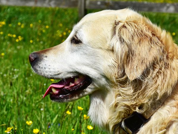 Produktbild: CALVENDO Puzzle Urspr&uuml;nglich war der Golden Retriever im Einsatz als Apportierhund, St&ouml;berhund und Wasserhund. | 1000 Teile Lege-Gr&ouml;&szlig;e 64x48cm Foto-Pu