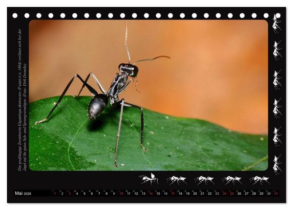 Produktbild: AntsNature - Faszination Ameisen (Tischkalender 2026 DIN A5 quer), CALVENDO Monatskalender