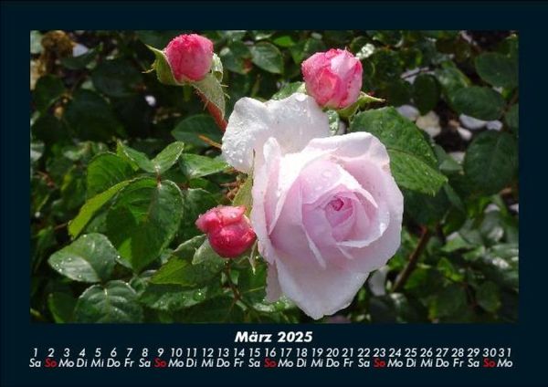 Produktbild: Blumenzauber 2025 Fotokalender DIN A5