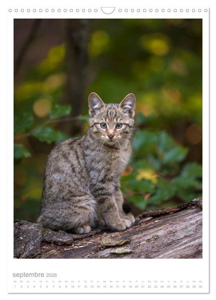 Produktbild: Chats forestiers (Calendrier mural 2026 DIN A3 horizontal), CALVENDO calendrier mensuel