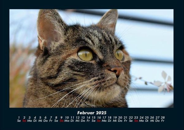 Produktbild: F&uuml;r Katzenfreunde 2025 Fotokalender DIN A4