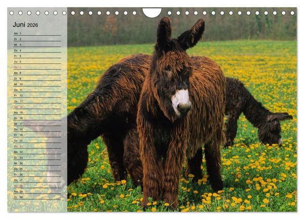 Produktbild: Esel. H&uuml;bsch, klug und flei&szlig;ig (Wandkalender 2026 DIN A4 quer), CALVENDO Monatskalender