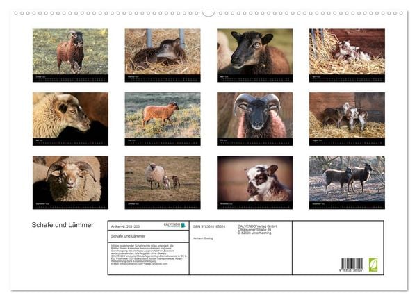 Produktbild: Schafe und L&auml;mmer (Wandkalender 2026 DIN A2 quer), CALVENDO Monatskalender