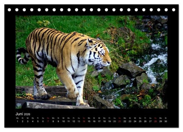 Produktbild: Welt der Katzen - Tiger (Tischkalender 2026 DIN A5 quer), CALVENDO Monatskalender