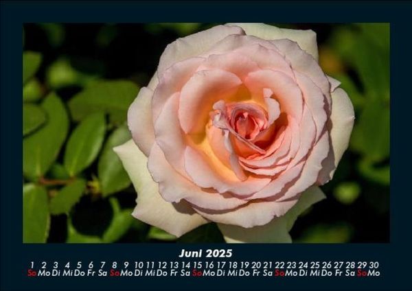Produktbild: Blumenkalender 2025 Fotokalender DIN A5