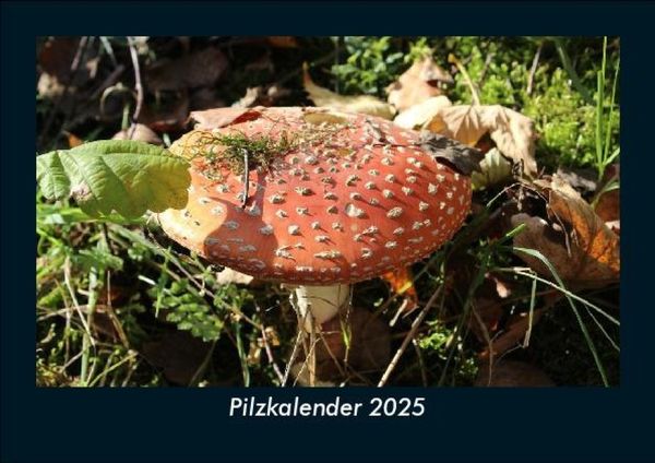Produktbild: Pilzkalender 2025 Fotokalender DIN A5
