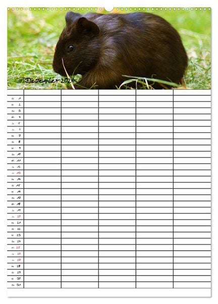 Produktbild: Meerschweinchen und Kaninchen Familienplaner (hochwertiger Premium Wandkalender 2026 DIN A2 hoch), Kunstdruck in Hochglanz