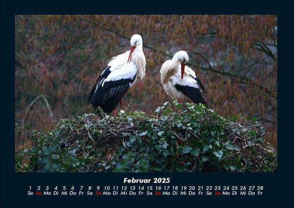 Produktbild: V&ouml;gel 2025 Fotokalender DIN A4