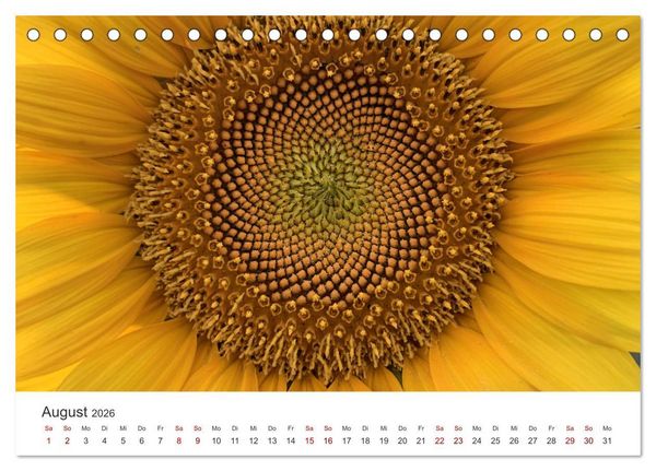 Produktbild: Sonnenblumen - Erstrahlen im freundlichen Gelb. (Tischkalender 2026 DIN A5 quer), CALVENDO Monatskalender