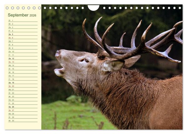Produktbild: Begegnungen. DER HIRSCH (Wandkalender 2026 DIN A4 quer), CALVENDO Monatskalender