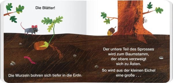 Produktbild: Vom Samen zum Baum