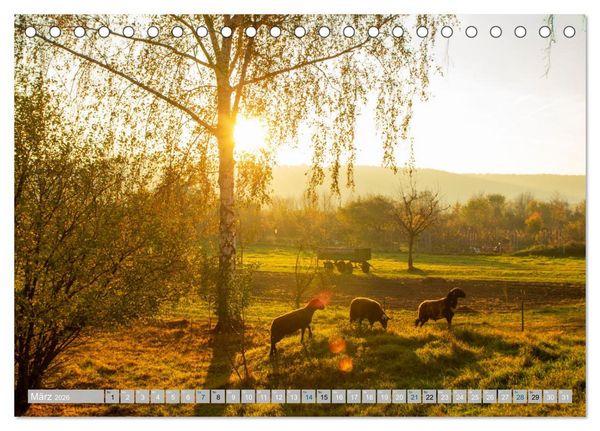 Produktbild: Streifz&uuml;ge durch die Hebelei (Tischkalender 2026 DIN A5 quer), CALVENDO Monatskalender