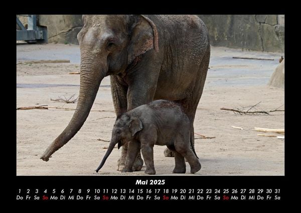Produktbild: Elefanten - Die sanften Riesen Afrikas 2025 Fotokalender DIN A3