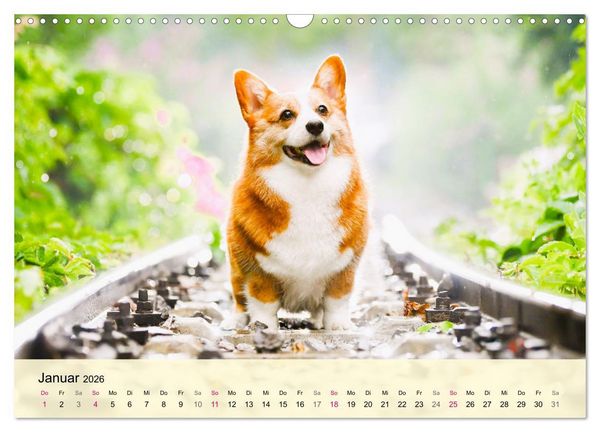 Produktbild: Welsh Corgi. Zauberhafter Dickkopf auf kurzen Beinen (Wandkalender 2026 DIN A3 quer), CALVENDO Monatskalender