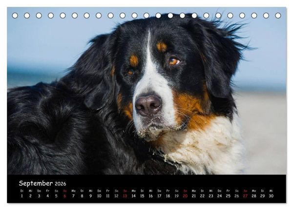 Produktbild: Berner Sennenhund 2026 (Tischkalender 2026 DIN A5 quer), CALVENDO Monatskalender