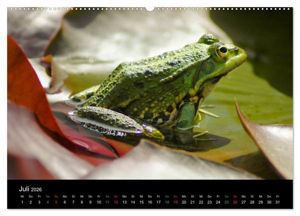 Produktbild: FROSCHBUCH (Wandkalender 2026 DIN A2 quer), CALVENDO Monatskalender