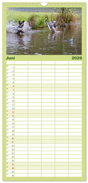 Produktbild: Familienplaner 2026 - Spaziergang am See Australian Cattle Dogs mit 5 Spalten (Wandkalender, 21 x 45 cm) CALVENDO