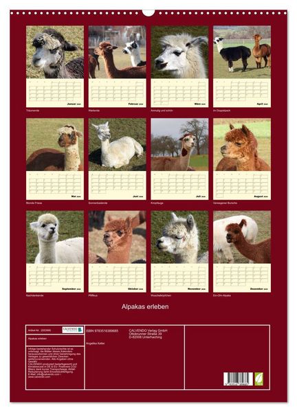 Produktbild: Alpakas erleben (Wandkalender 2026 DIN A2 hoch), CALVENDO Monatskalender