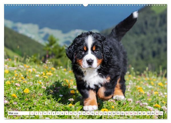 Produktbild: Berner Sennenhunde - Freunde f&uuml;r ein ganzes Leben (Wandkalender 2026 DIN A2 quer), CALVENDO Monatskalender
