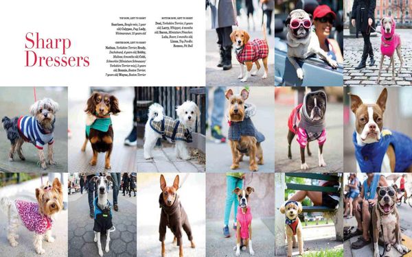 Produktbild: The Dogist