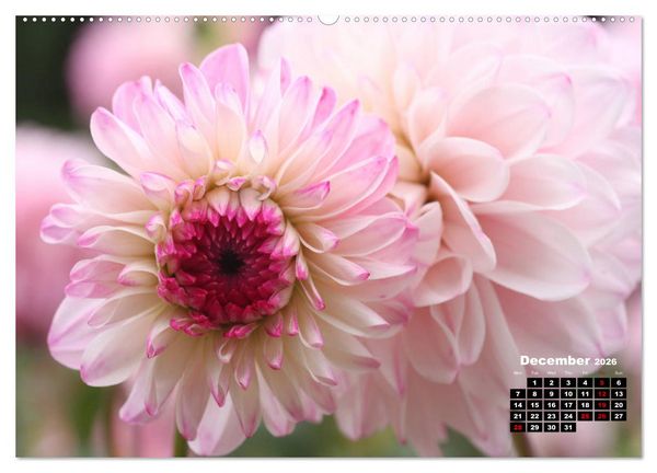 Produktbild: Magical Dahlias (High Quality Premium Wall Calendar 2026 DIN A2 landscape),CALVENDO 12 Month Wall Calendar