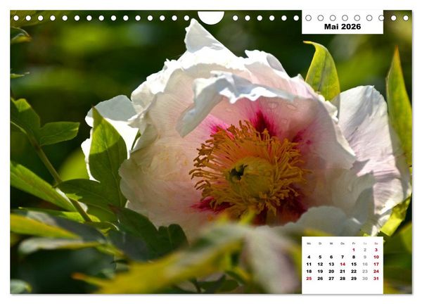 Produktbild: Zauber der P&auml;onien-Bl&uuml;te (Wandkalender 2026 DIN A4 quer), CALVENDO Monatskalender