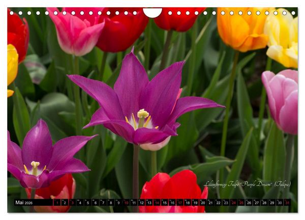 Produktbild: Zierbilder der Natur BLUMEN (Wandkalender 2026 DIN A4 quer), CALVENDO Monatskalender