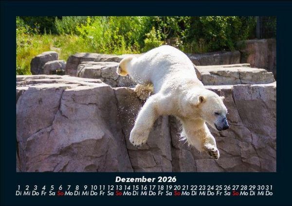 Produktbild: Eisb&auml;ren 2026 Fotokalender DIN A5
