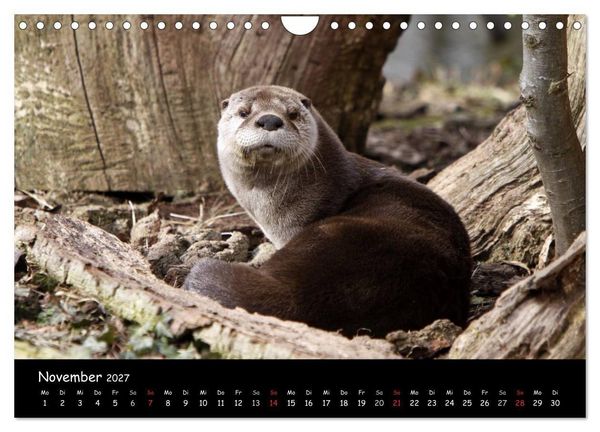 Produktbild: Putzige Fischj&auml;ger (Wandkalender 2027 DIN A4 quer), CALVENDO Monatskalender