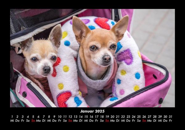 Produktbild: Hunde 2025 Fotokalender DIN A3