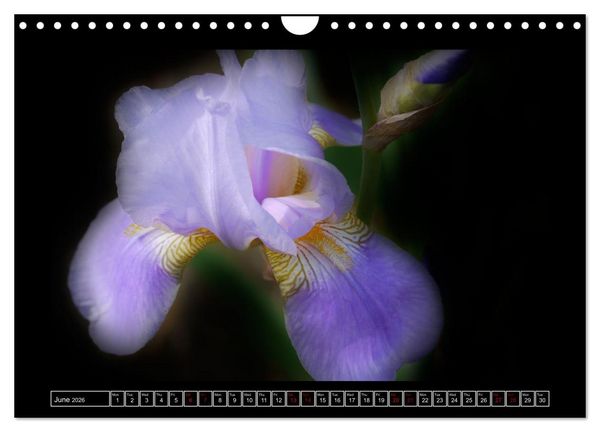 Produktbild: Mysterious plant portraits (Wall Calendar 2026 DIN A4 landscape), CALVENDO 12 Month Wall Calendar
