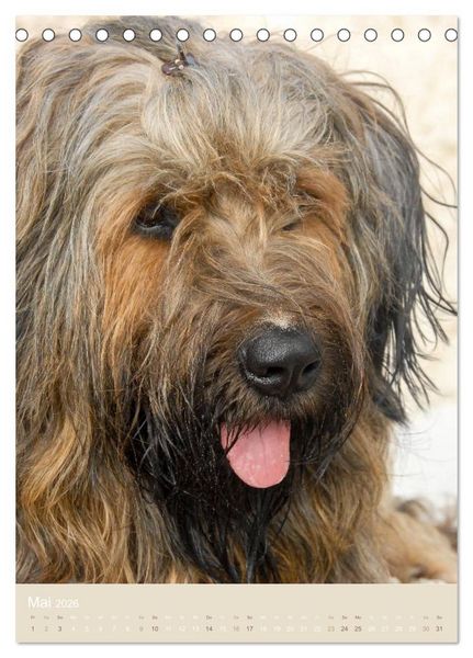 Produktbild: Briard-Gesichter (Tischkalender 2026 DIN A5 hoch), CALVENDO Monatskalender