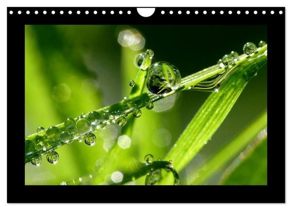 Produktbild: Meine kleine gr&uuml;ne Wassertropfen Welt (Wandkalender 2026 DIN A4 quer), CALVENDO Monatskalender