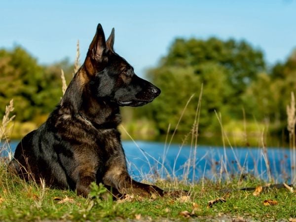 Produktbild: Deutscher Sch&auml;ferhund (Puzzle)