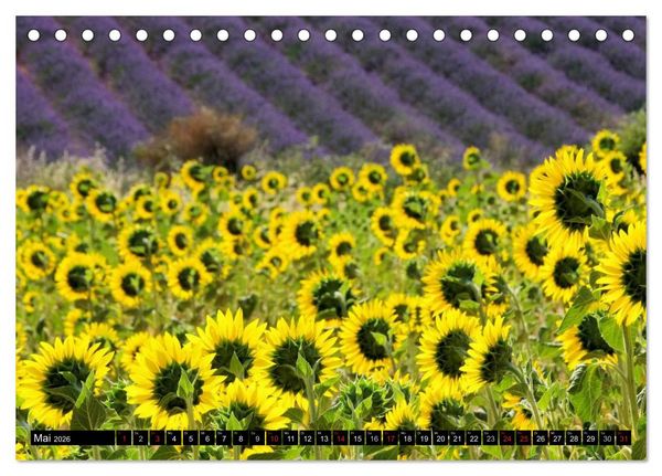 Produktbild: Lavendel (Tischkalender 2026 DIN A5 quer), CALVENDO Monatskalender