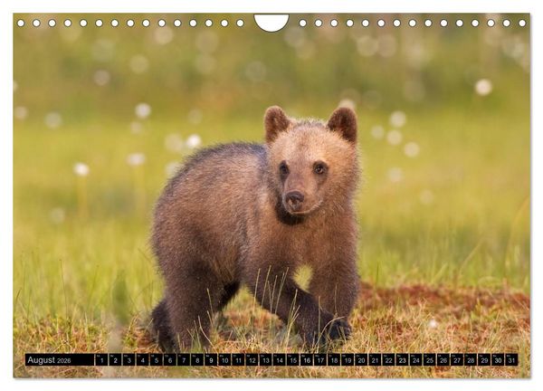 Produktbild: Magie des Augenblicks - Tierkinder - klein, aber wild (Wandkalender 2026 DIN A4 quer), CALVENDO Monatskalender
