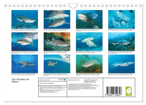 Produktbild: Hai: Raubtier der Meere (Wandkalender 2026 DIN A4 quer), CALVENDO Monatskalender