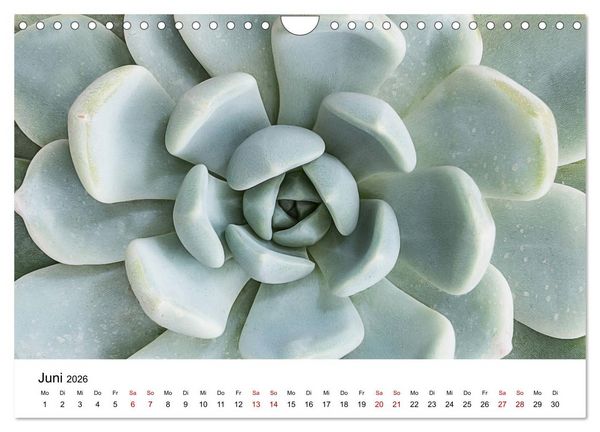 Produktbild: Sukkulenten Galerie (Wandkalender 2026 DIN A4 quer), CALVENDO Monatskalender