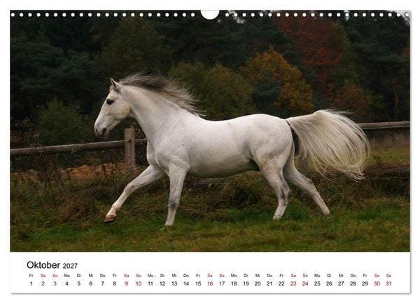 Produktbild: PFERDE - Zwischen Himmel, Erde und Hufschlag (Wandkalender 2027 DIN A3 quer), CALVENDO Monatskalender