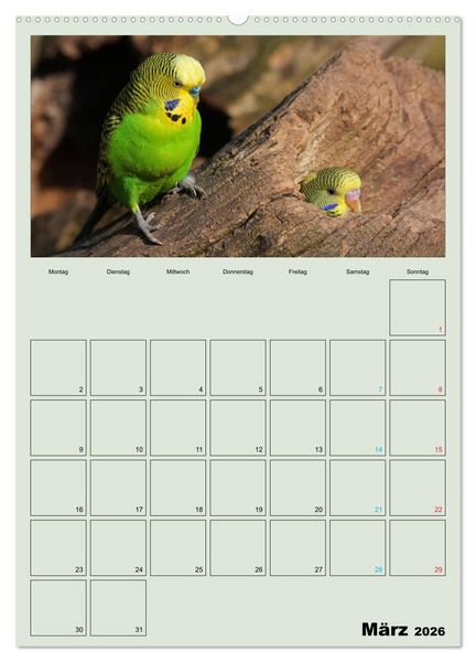 Produktbild: Wellensittiche Terminplaner (Wandkalender 2026 DIN A2 hoch), CALVENDO Monatskalender