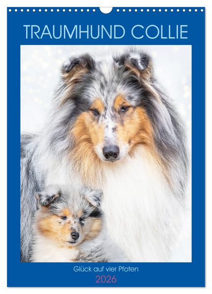 Produktbild: Traumhund Collie - Gl&uuml;ck auf vier Pfoten (Wandkalender 2026 DIN A3 hoch), CALVENDO Monatskalender