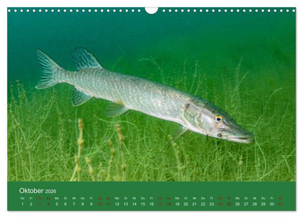 Produktbild: Faszination S&uuml;sswasser (Wandkalender 2026 DIN A3 quer), CALVENDO Monatskalender